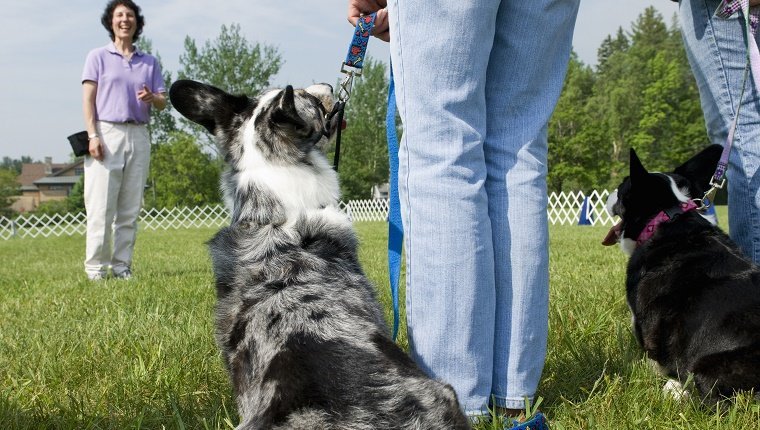 Instructor laughing with owners while teaching dog training class. Seem from behind with owners and their Cardigan Welsh Corgis in foreground.