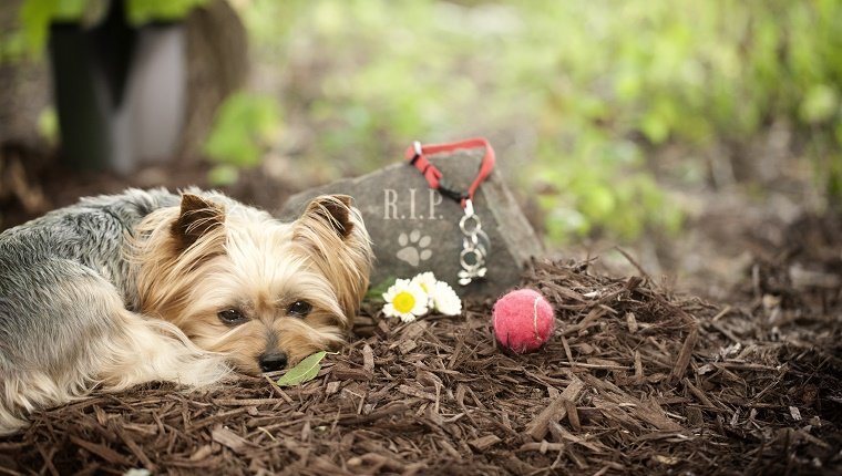 Dog Memorial