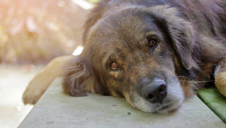 lovely lonely dog waiting for its ower, shallow depth of field, sunshine effect