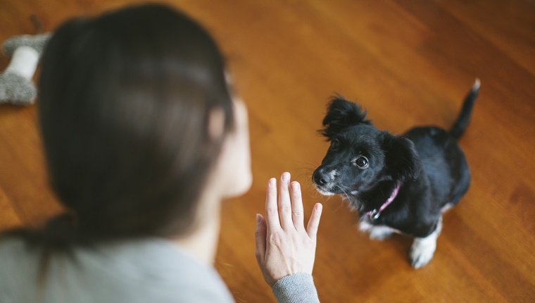 Young woman playing with her dog