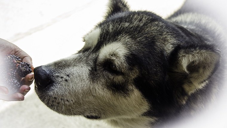 Dog sniffs blackberry