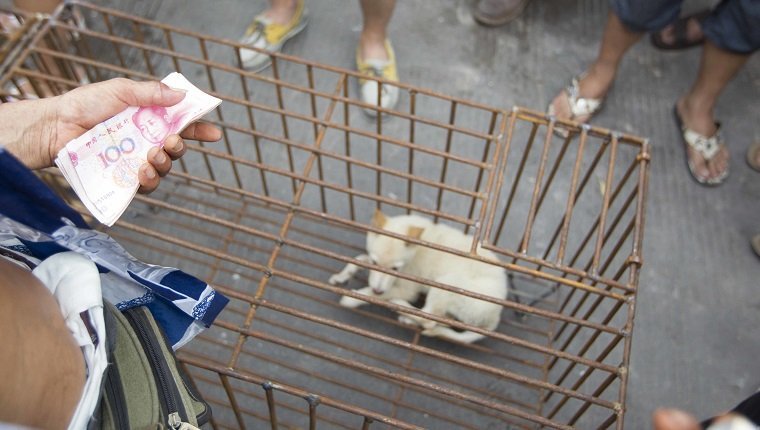 Dogs to be killed are caged at a free market ahead of the Yulin Dog Eating Festival in Yulin city, south China's Guangxi Zhuang Autonomous Region on 20th June 2014. About 10,000 dogs will be slaughtered for their meat at the Lychee and Dog Meat Festival in Yulin in Guangxi province on Sunday and Monday to mark the summer solstice, state media said.he tradition of eating dog meat dates back four or five hundred years in China, South Korea and other countries, as it is believed to ward off the heat of the summer months, according to state news agency Xinhua. (Photo by Jie Zhao/Corbis via Getty Images)