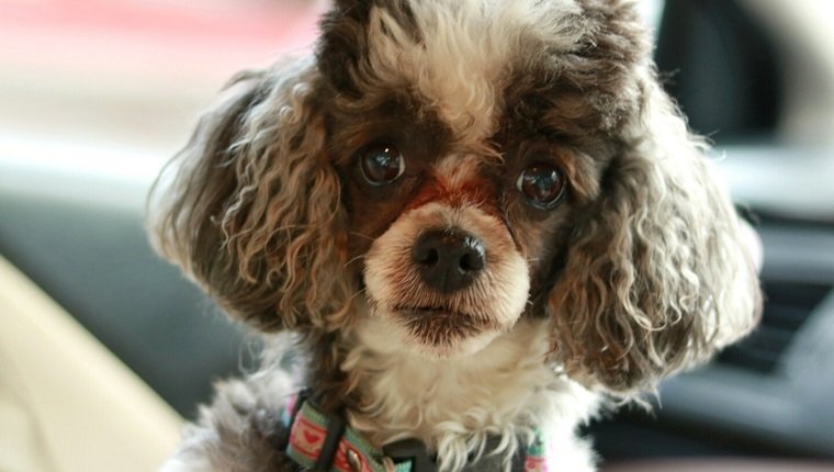 Close-Up Portrait Of Poodle In Car with tear stains