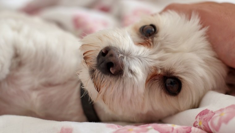 Dog lying down on bed while looking at the camera