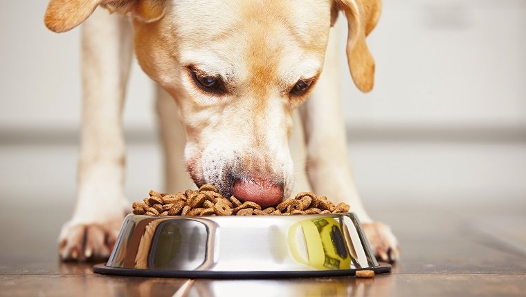 Hungry labrador retriever is feeding at home.