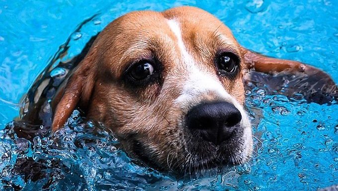 dog swimming in the pool