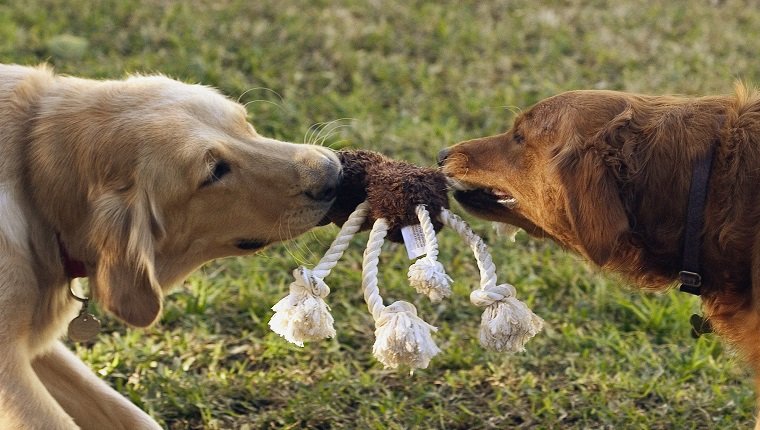 Two Dogs Tugging on Toy