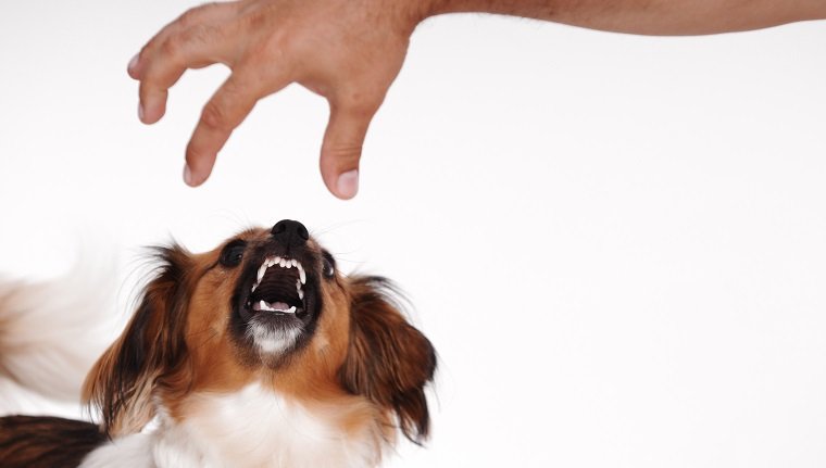 angry dog barking at someone's handhttp://gallery.photo.net/photo/7154067-lg.jpg