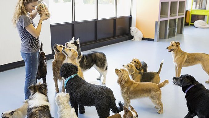 woman holding treats above lots of dogs