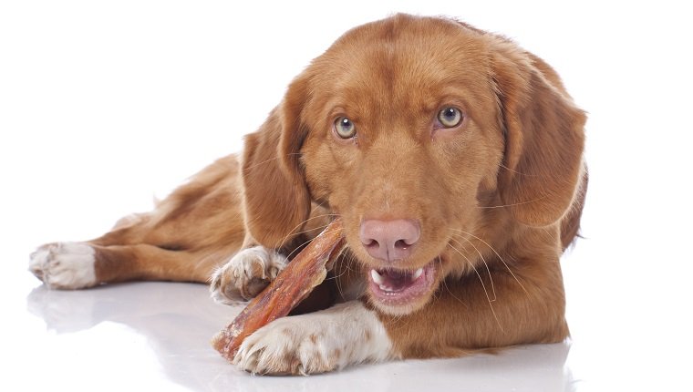 Retriever with bone chewing isolated