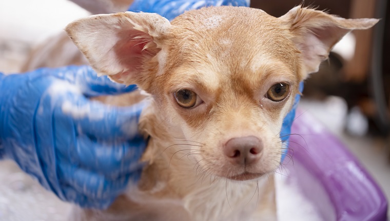 brown chihuahua dog taking a shower at home