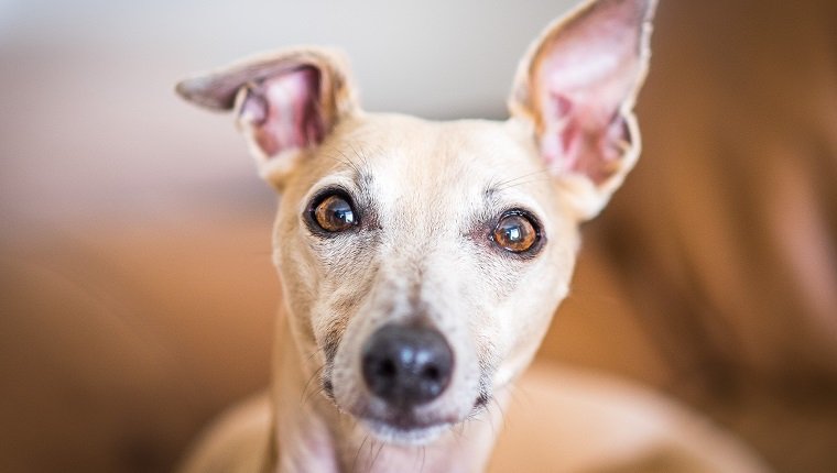 Cole up of adult whippet dog tan colour