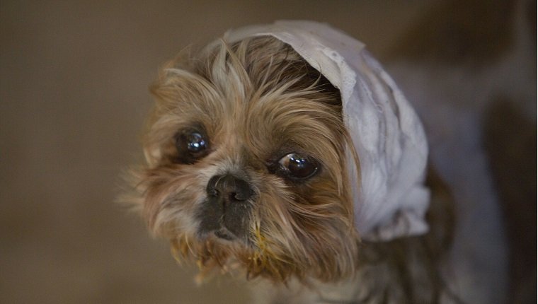 Sad dog with his ear bandaged in Desert Hot Springs, California. (Photo by In Pictures Ltd./Corbis via Getty Images)