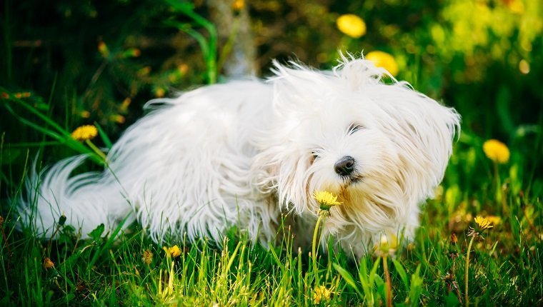 Funny White Bichon Bolognese Dog Sitting In Green Grass and sniffs dandelion flowers in Park