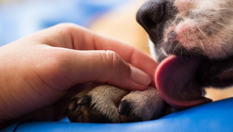 Friendship between human and dog