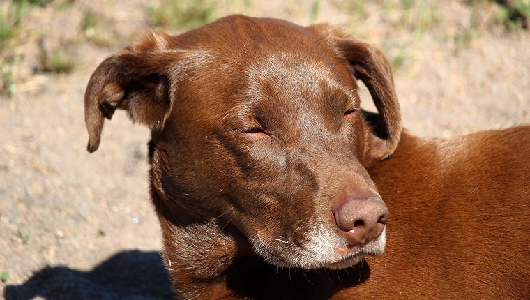 The swollen face of a dog after being bit by too many mosquitoes.