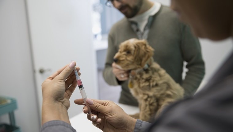 Veterinarian preparing injection for dog clinic examination room