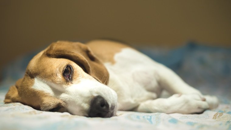 A beagle dog resting in the bed