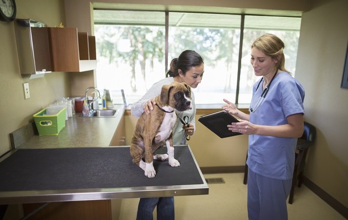 Vet talking to puppy owner in exam room