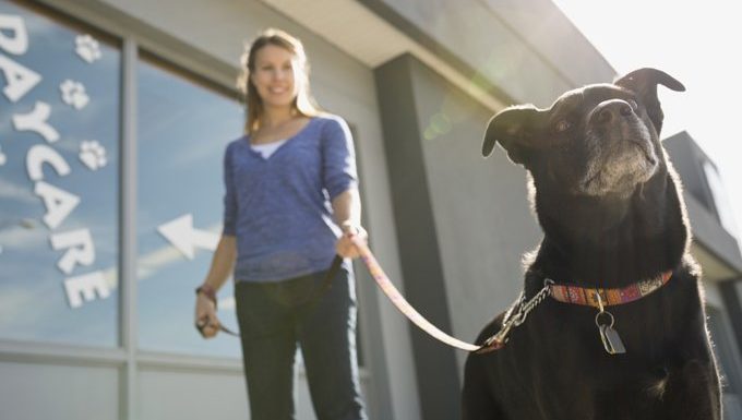 dog on leash with owner outside doggy daycare