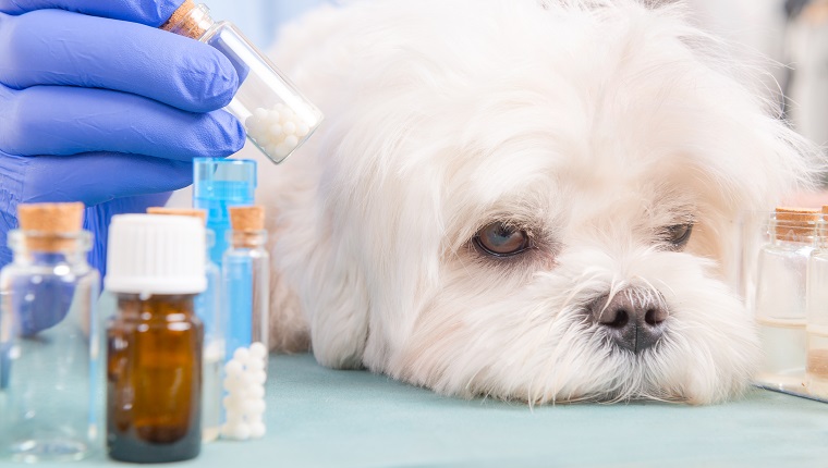 Vet holding homeopathic globules for a little maltese dog