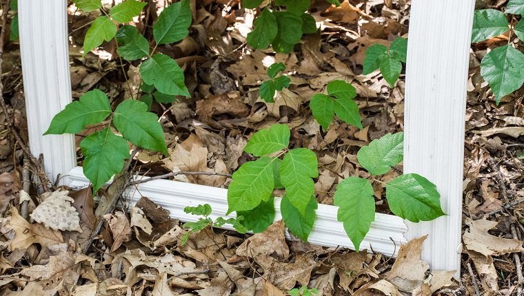 Creeping poison ivy, Toxicodendron radicans, is slowly growing around the legs of a forgotten garden chair.