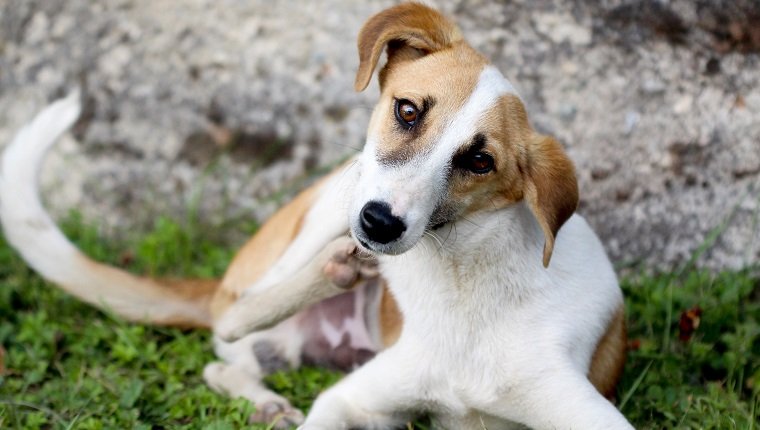 picture of a stray dog scratcing fur with fleas