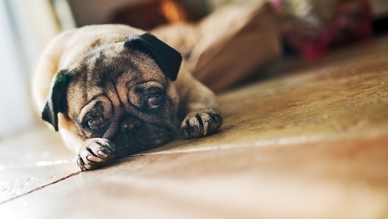 Cute pug lying