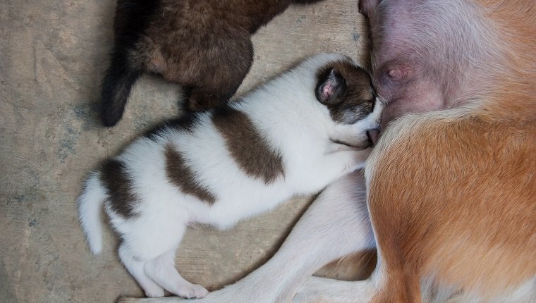 Puppies drinking milk from their mother dog, Thailand dog.