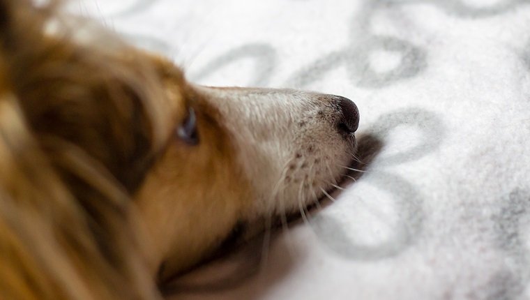 A Shetland Sheepdog lies on a carpet and is dreaming.