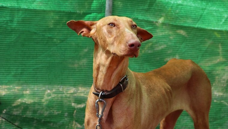 Podenco Canario (In English: Canary Islands Hound, Canarian Warren Hound) is a breed of dog originally from the Canary Islands. The Podenco Canario is still used in the Canary Islands today in packs as a hunting dog, primarily used for rabbit hunting. The word "podenco" is Spanish for "hound". "Canario" means "Canarian" or "of the Canaries".