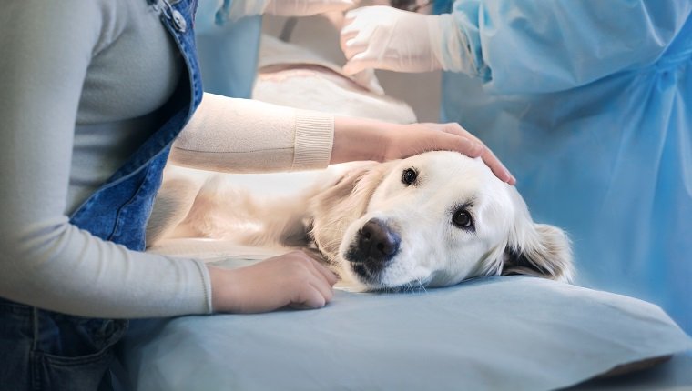 Ill golden retriever on operating table in veterinarian's clinic