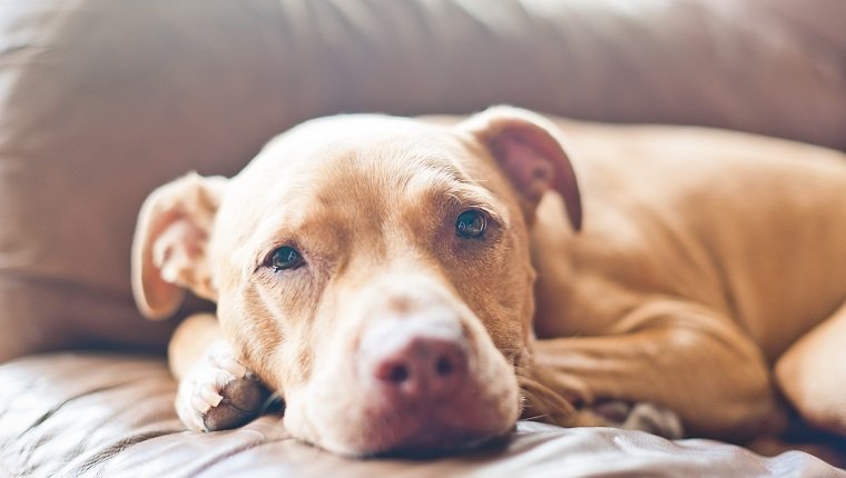 Close up of pitbull relaxing on sofa, who may have systemic lupus erythematosus or discoid lupus erythematosus