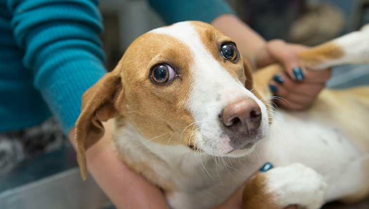 Veterinarian examining a dog from a shelter to see if he has either systemic lupus erythematosus and discoid lupus erythematosus