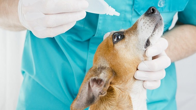 Jack Russell Terrier at the doctor vet treats eye