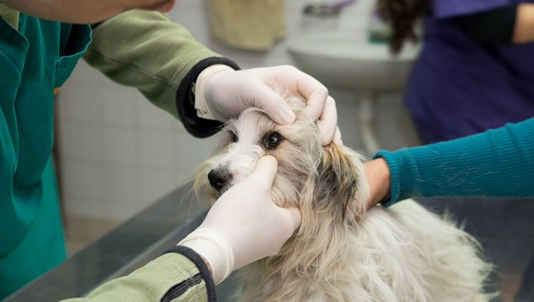 Veterinarian examining a dog from a shelter. Eye examination