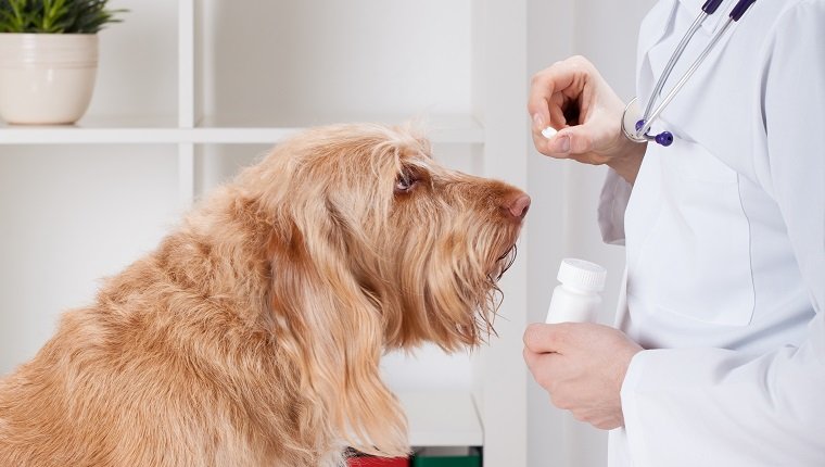 Vet during giving medicament to dog, vertical