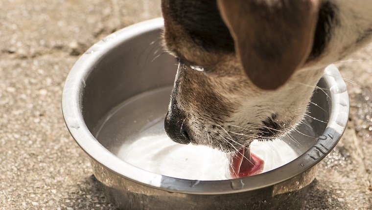 Dog drinking water from a bowl - Jack Russell Terrier