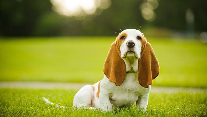 dog with large ears