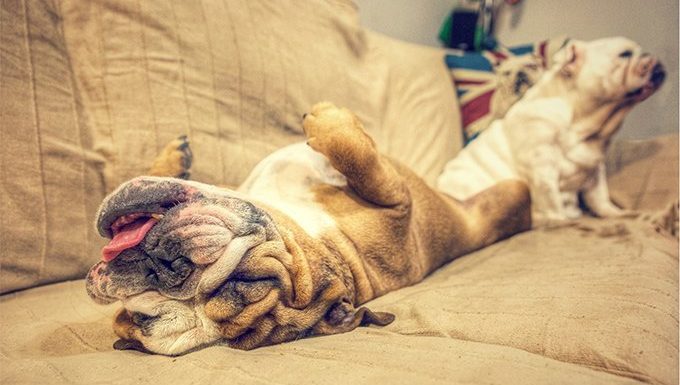 bulldogs on couch