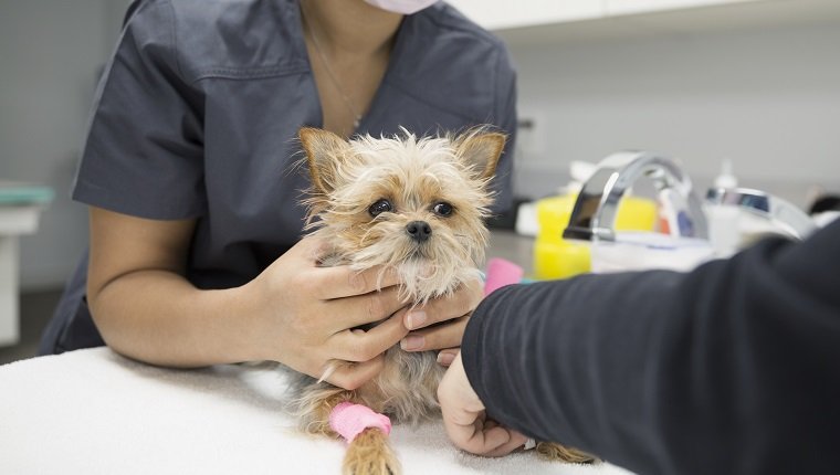 Veterinarians examining small dog in clinic examination room