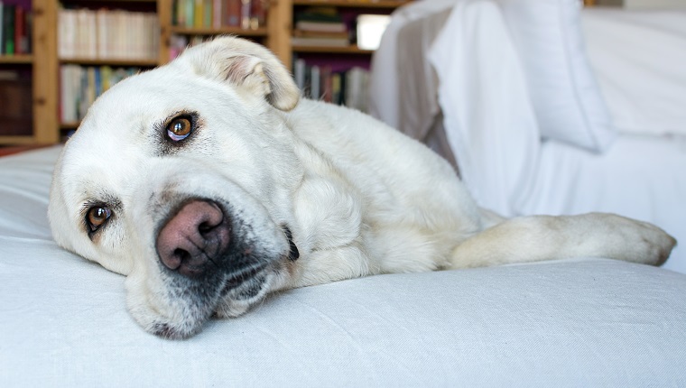 closeup of a sleepy Spanish Mastiff indoor with library on background