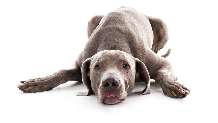 weimaraner dog in studio