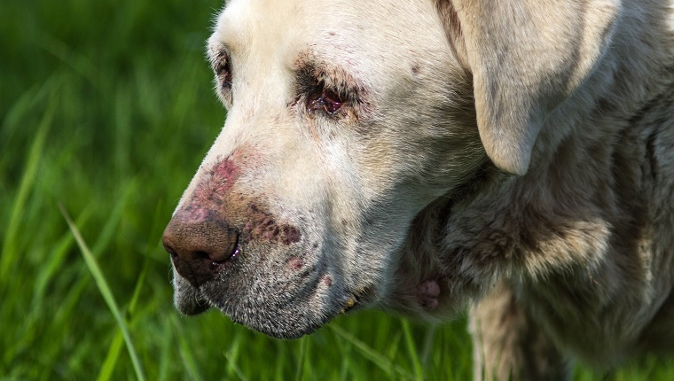 Close-up image of senior White Labrador dog in poor health.