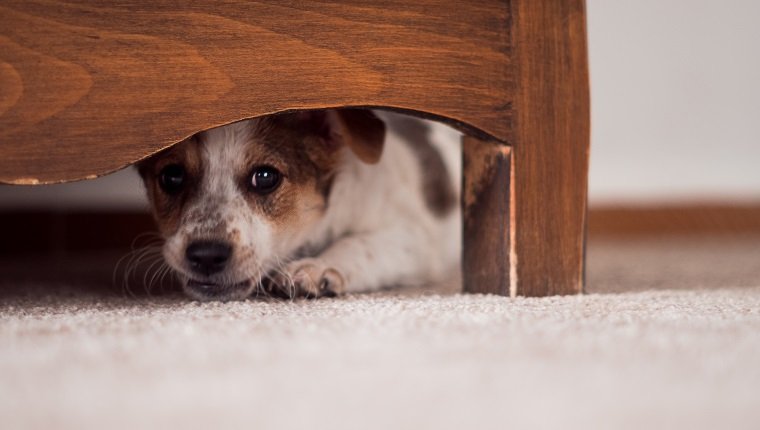 Little puppy is hiding under a cupboard