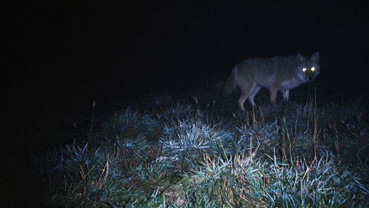 Glowing eyes of eastern coyote hunting at night.