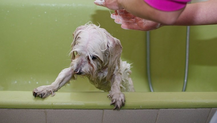 Maltese dog Getting a Bath