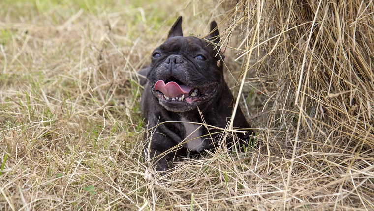 Dog rests lying on dry grass a hot day in summer