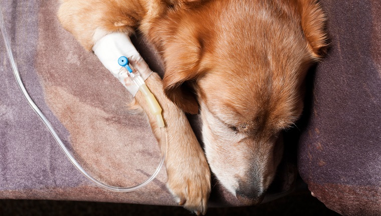 dog lying on bed with cannula in vein taking infusion