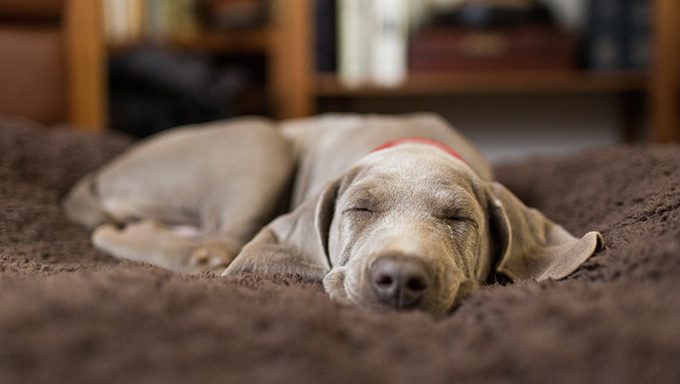 sleeping weimaraner